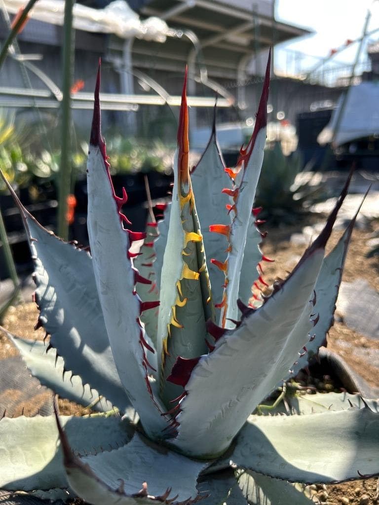 特選 屈原の舞扇 子株3株 パルメリー アガベ agave 【公式通販】